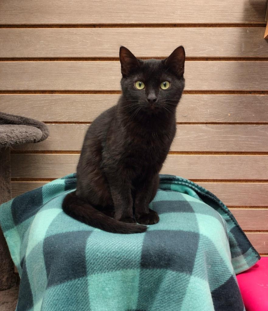 Enlarge Inky, a Adoptable mixed breed in Sidney, OH image 2/5