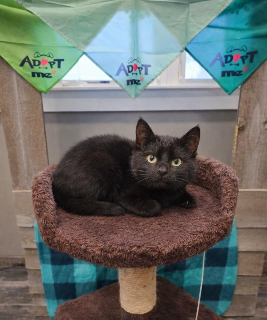 Enlarge Inky, a Adoptable mixed breed in Sidney, OH image 4/5