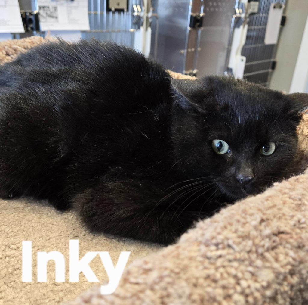 Enlarge Inky, a Adoptable mixed breed in Sidney, OH image 5/5