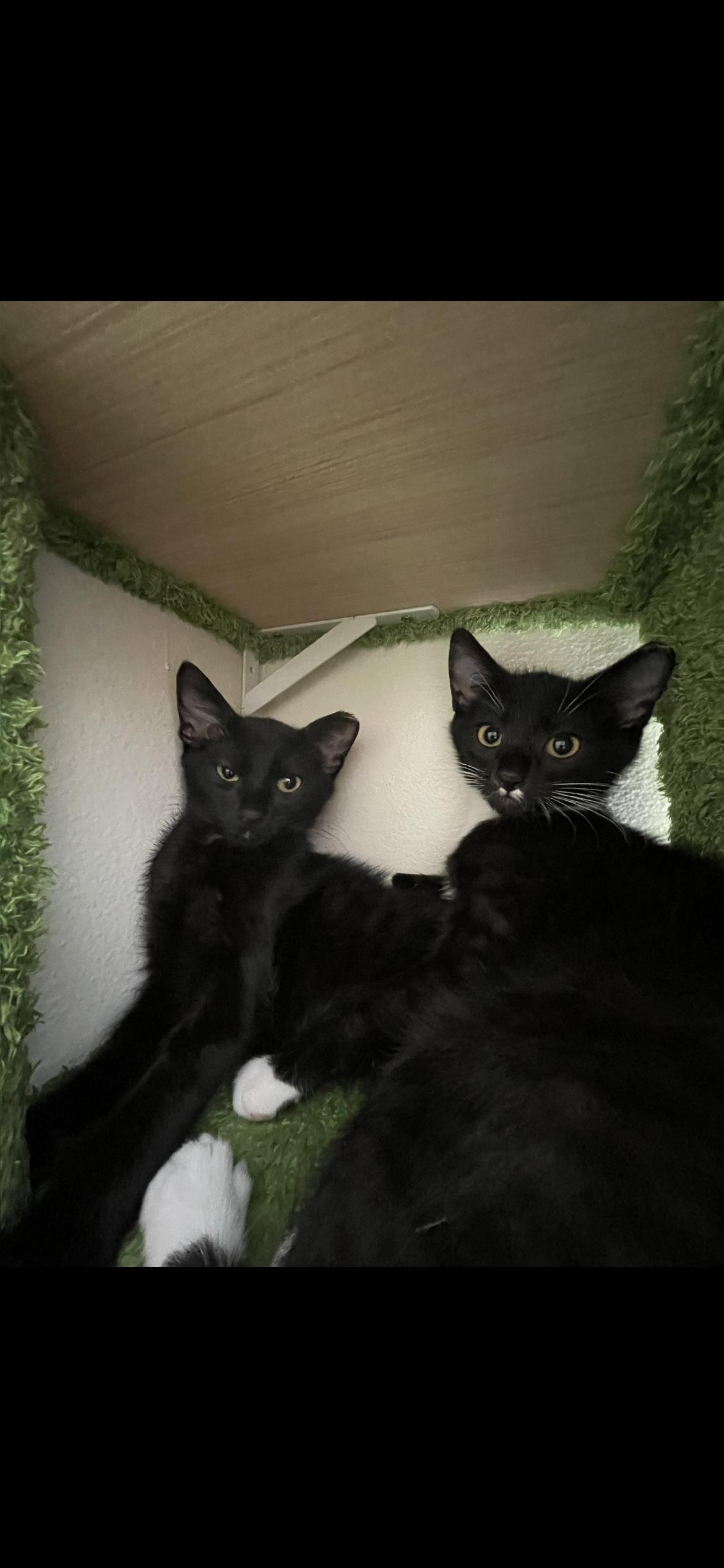 Enlarge Mustachia & Boyd, a ADOPTABLE mixed breed in Des Moines , WA image 3/3