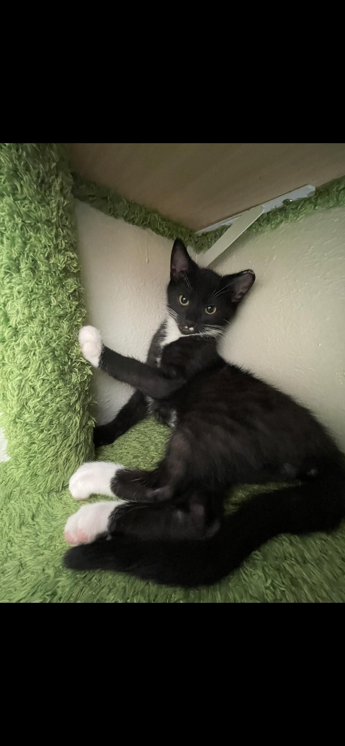 Enlarge Mustachia & Boyd, a ADOPTABLE mixed breed in Des Moines , WA image 2/3