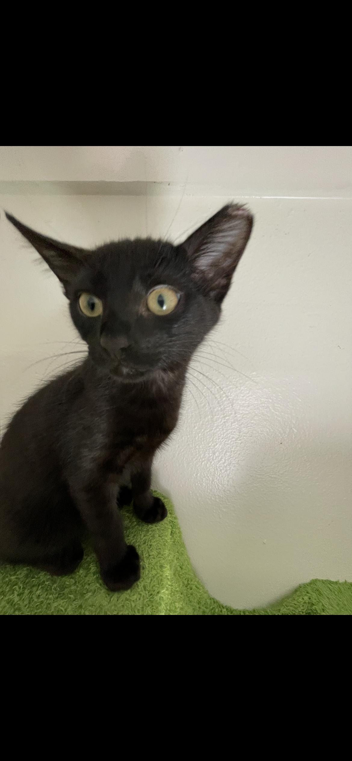 Mustachia & Boyd, ADOPTABLE, Kitten Male Domestic Short Hair.