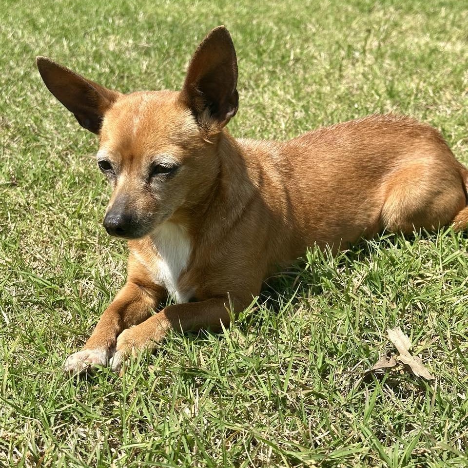 Enlarge Poppy, a Adopted Chihuahua in Germantown , TN image 3/6