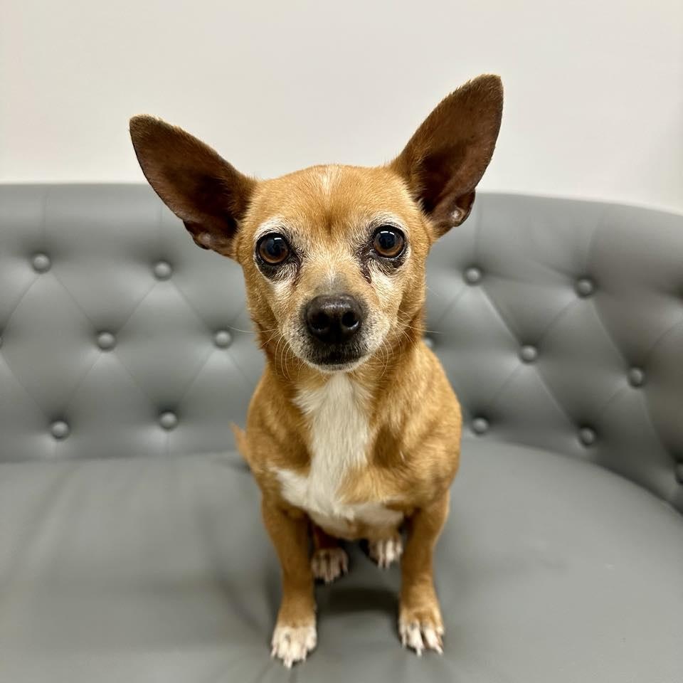 Enlarge Poppy, a Adopted Chihuahua in Germantown , TN image 1/6