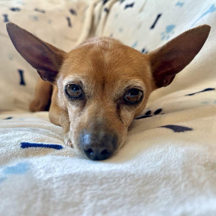 Enlarge Poppy, a Adopted Chihuahua in Germantown , TN image 4/6