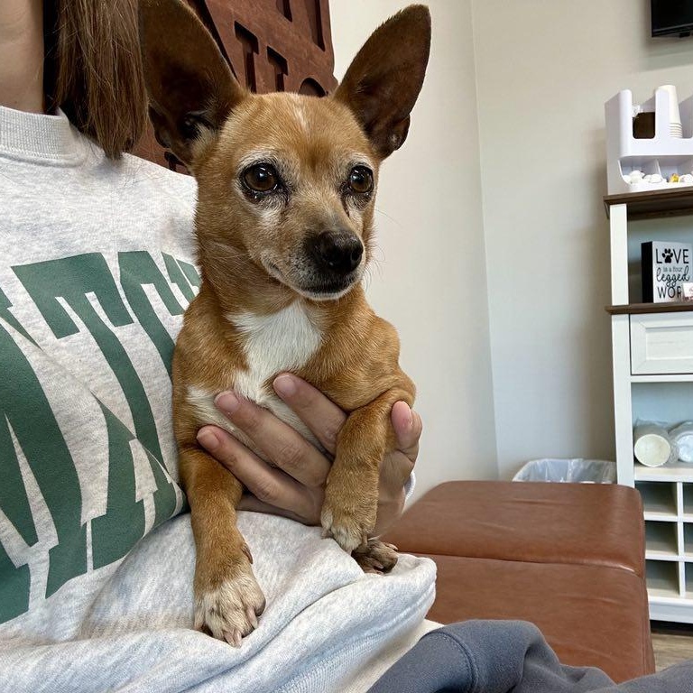 Enlarge Poppy, a Adopted Chihuahua in Germantown , TN image 5/6