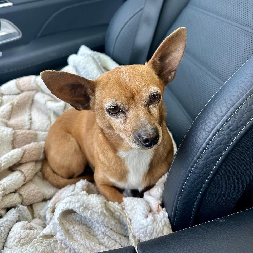 Enlarge Poppy, a Adopted Chihuahua in Germantown , TN image 6/6