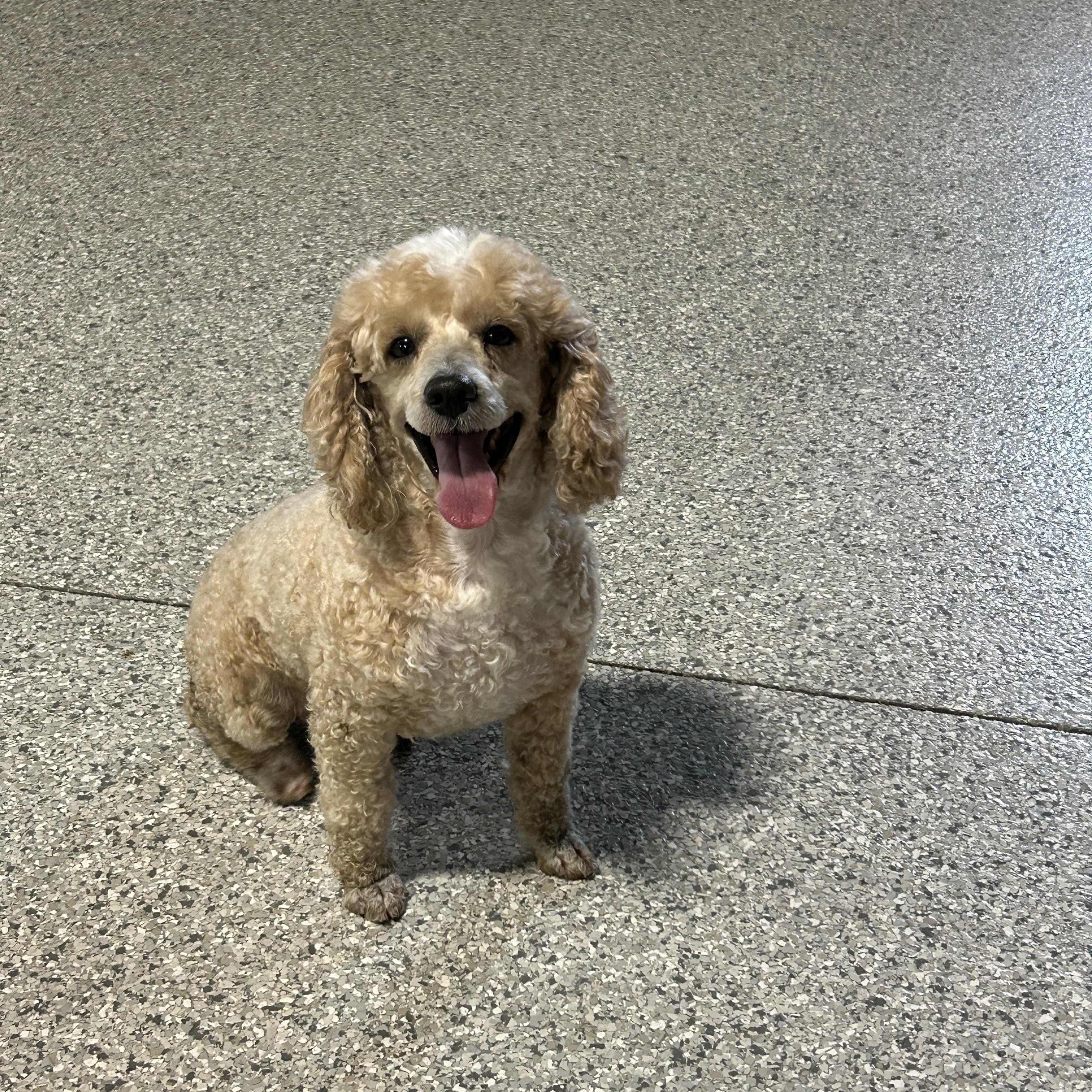 Cooper sit , Adoptable, Adult Male Miniature Poodle.