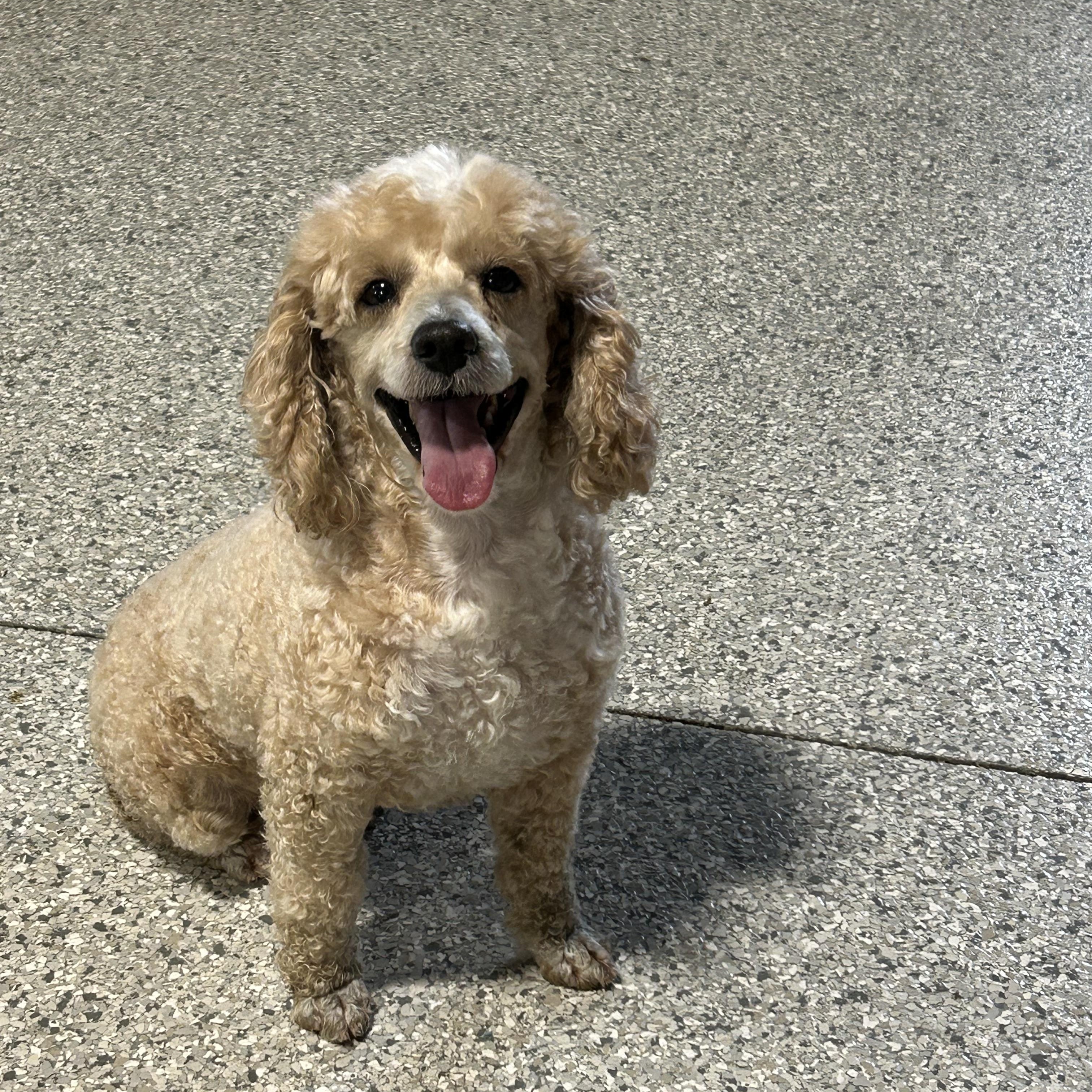 Enlarge Cooper sit , a Adoptable Miniature Poodle in Maumee , OH image 4/4