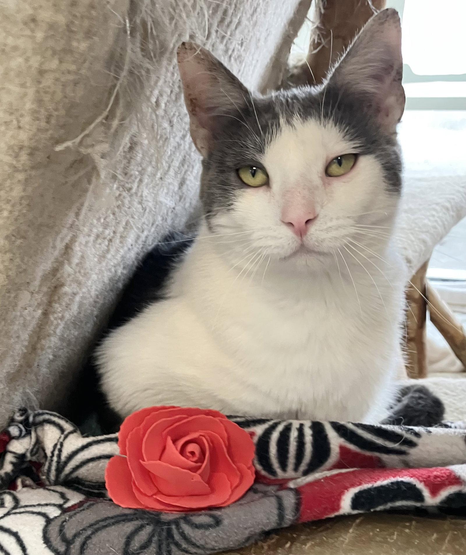 Enlarge Eos - KBC, a Adoptable Domestic Short Hair in Dublin, OH image 1/3