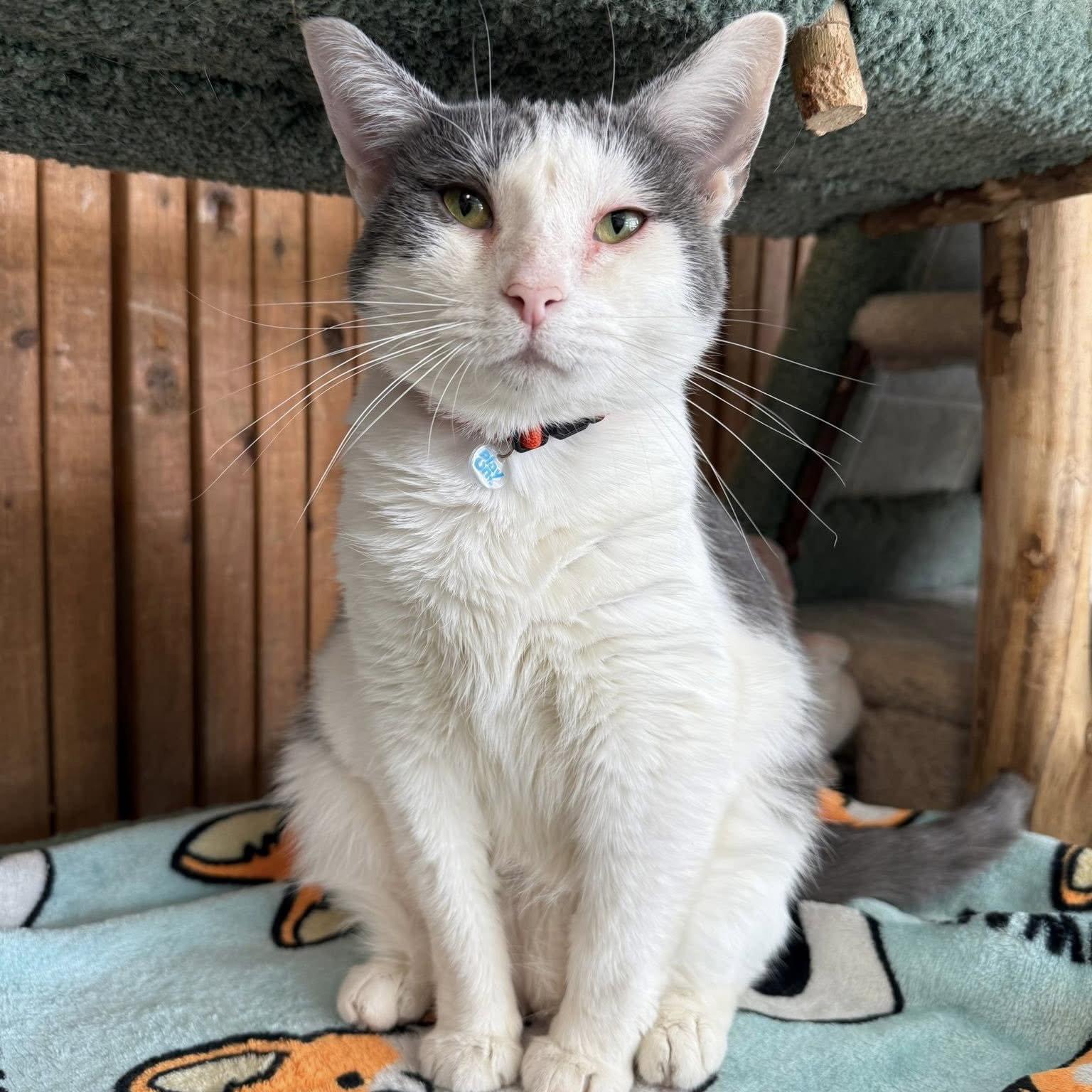 Enlarge Eos - KBC, a Adoptable Domestic Short Hair in Dublin, OH image 3/3