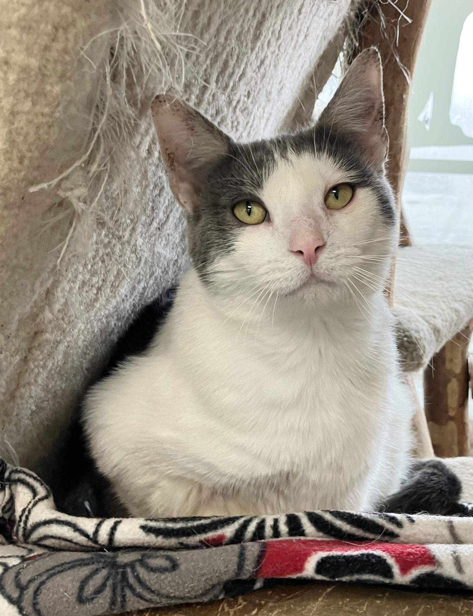 Eos - KBC, Adoptable, Adult Female Domestic Short Hair.