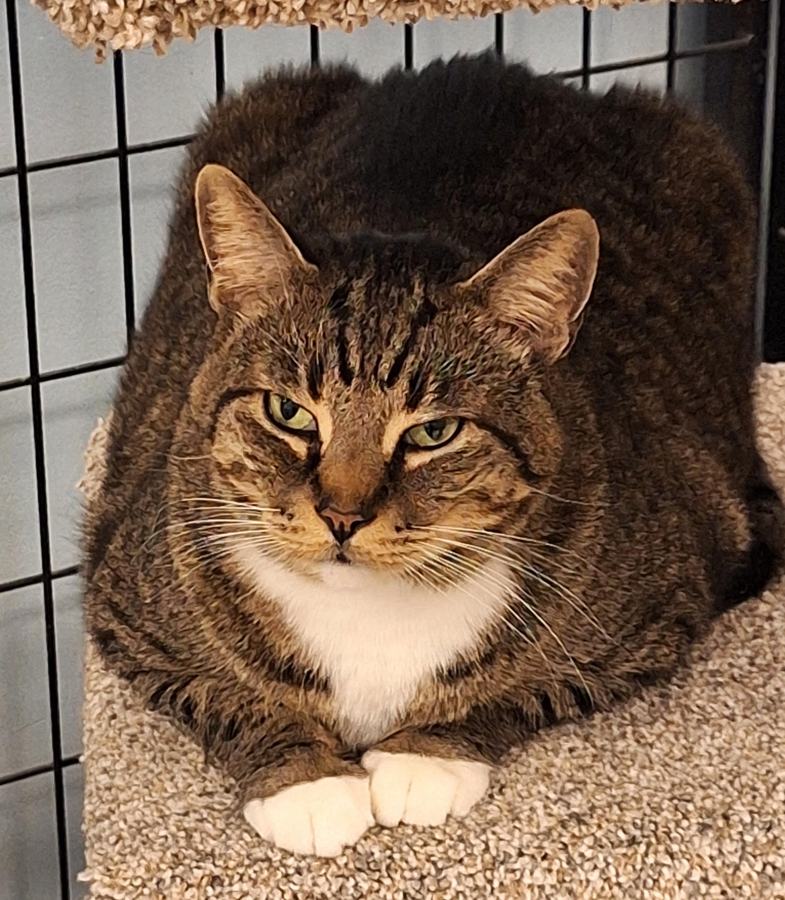 Brother  , Adoptable, Adult Male Domestic Short Hair.