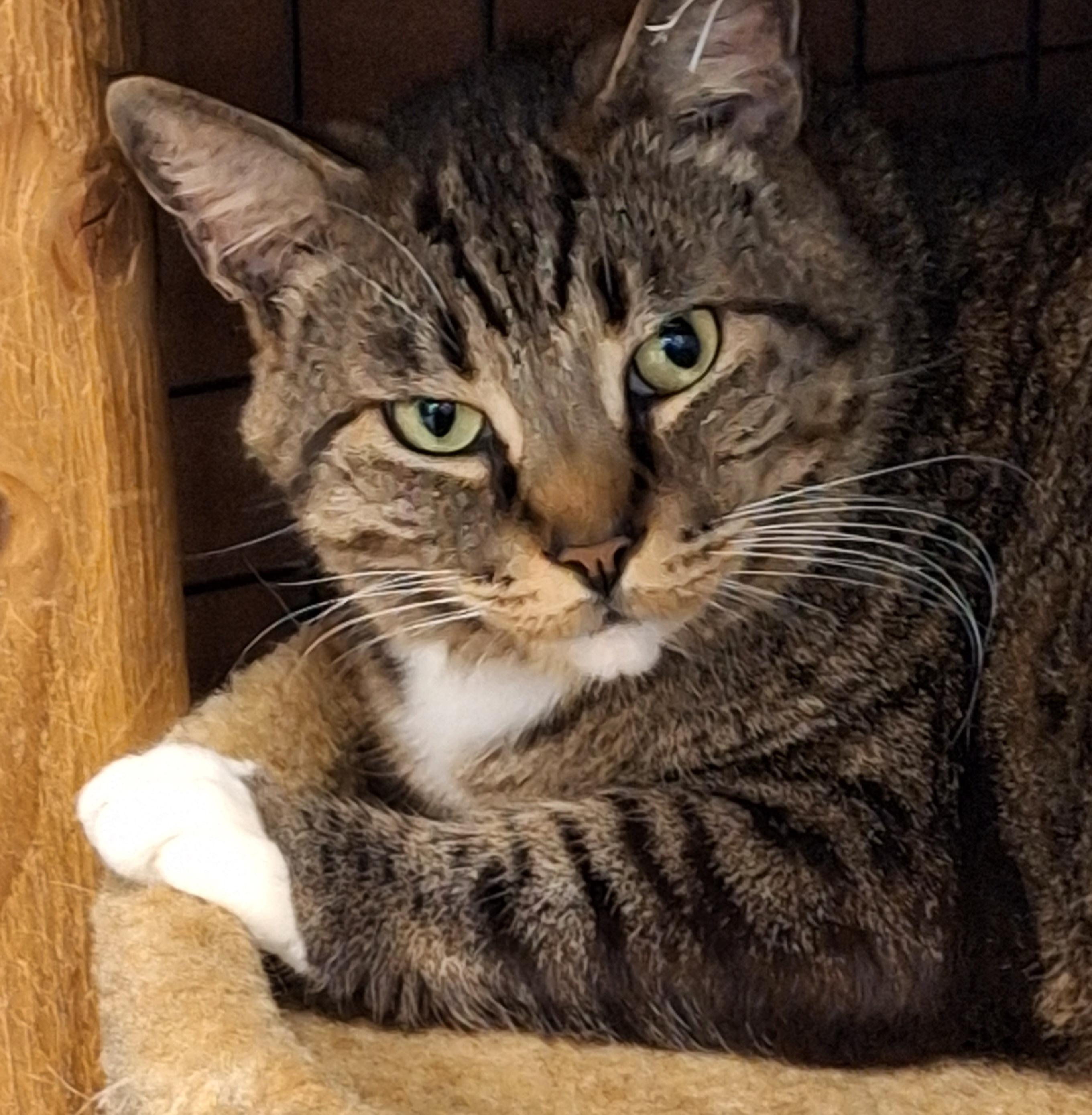 Brother , a Adoptable mixed breed in Spokane, WA image 3/3