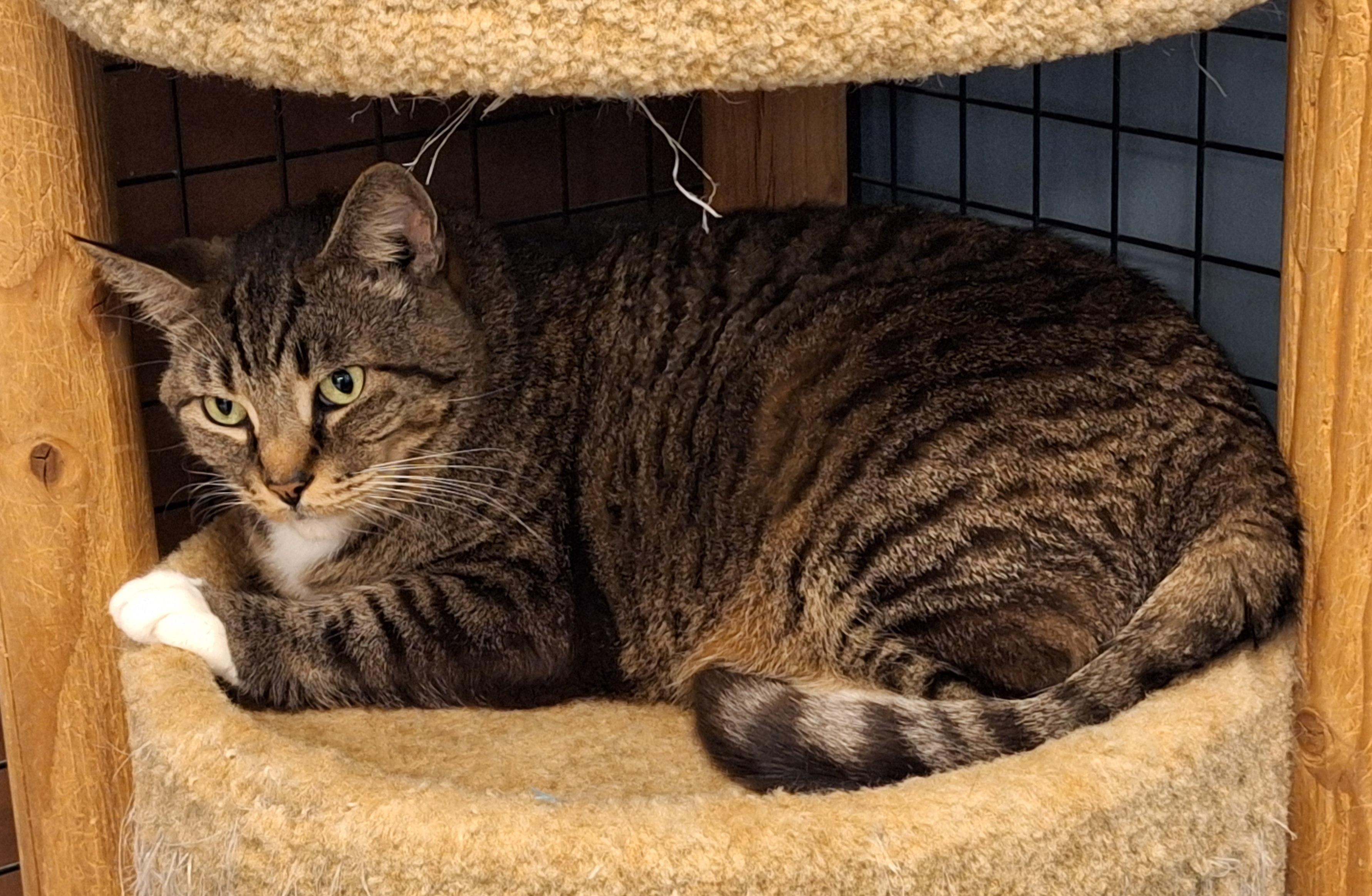 Brother , a Adoptable mixed breed in Spokane, WA image 2/3