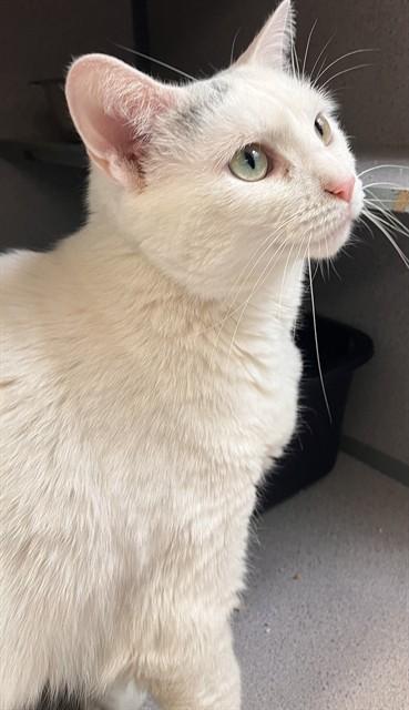 TREMAINE, Adoptable, Adult Female Domestic Short Hair.