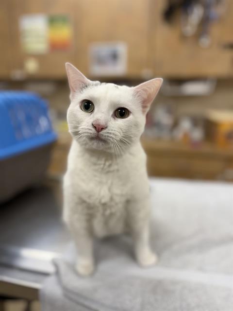 TREMAINE, Adoptable, Adult Female Domestic Short Hair.