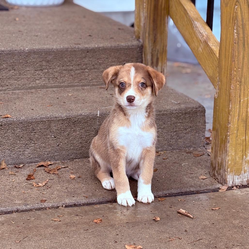 Harmony, an adopted mixed breed in Fenton, MI image 1/3