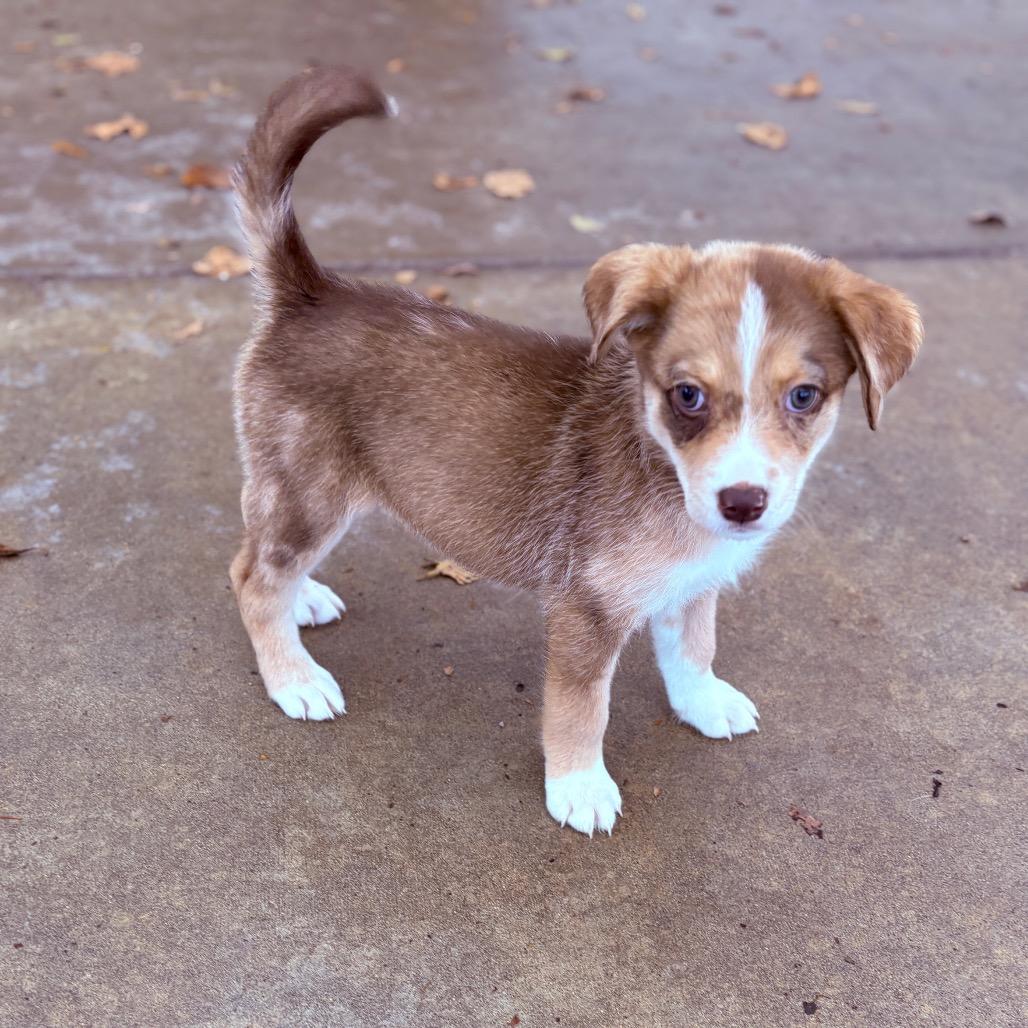 Harmony, an adopted mixed breed in Fenton, MI image 2/3