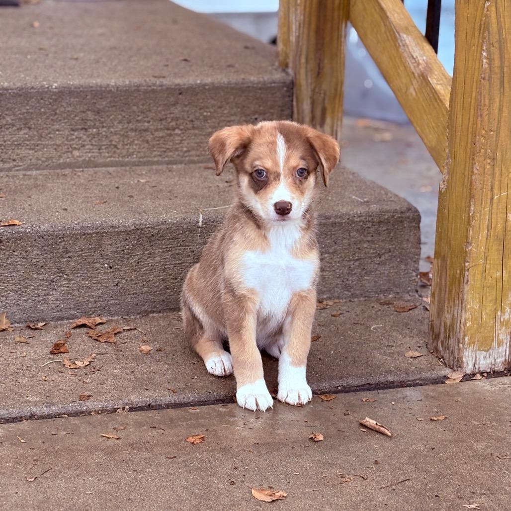 Harmony, an adopted mixed breed in Fenton, MI image 3/3