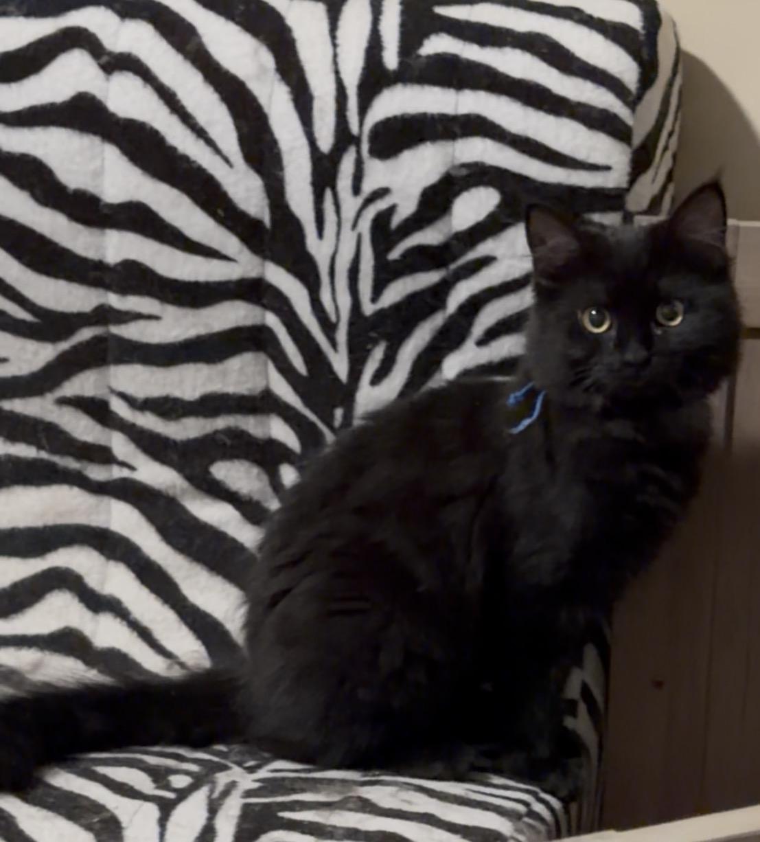 Enlarge Blue, an adopted Domestic Long Hair in Woodstock, GA image 1/1