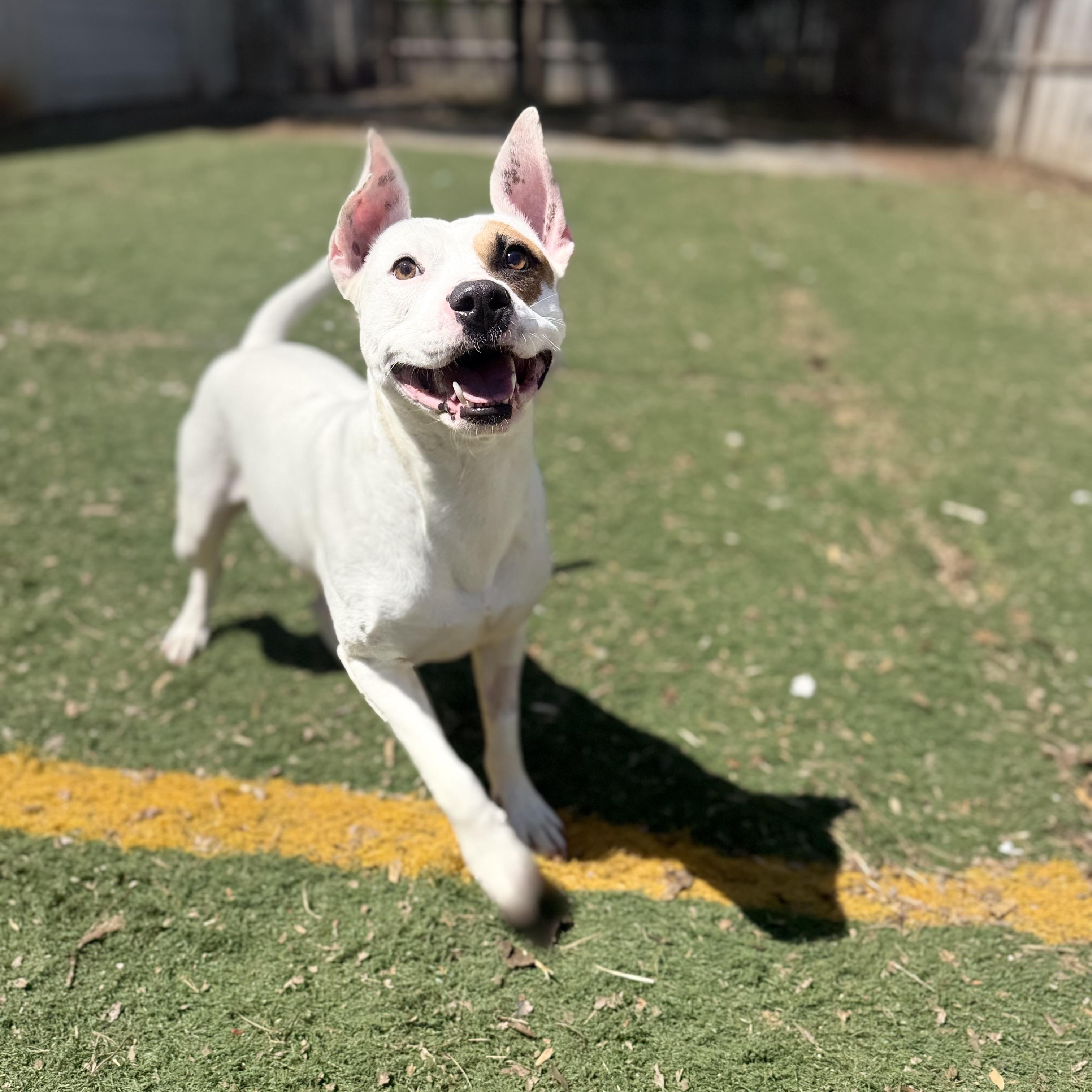 Wesley , adoptable, Adult Female American Bully.