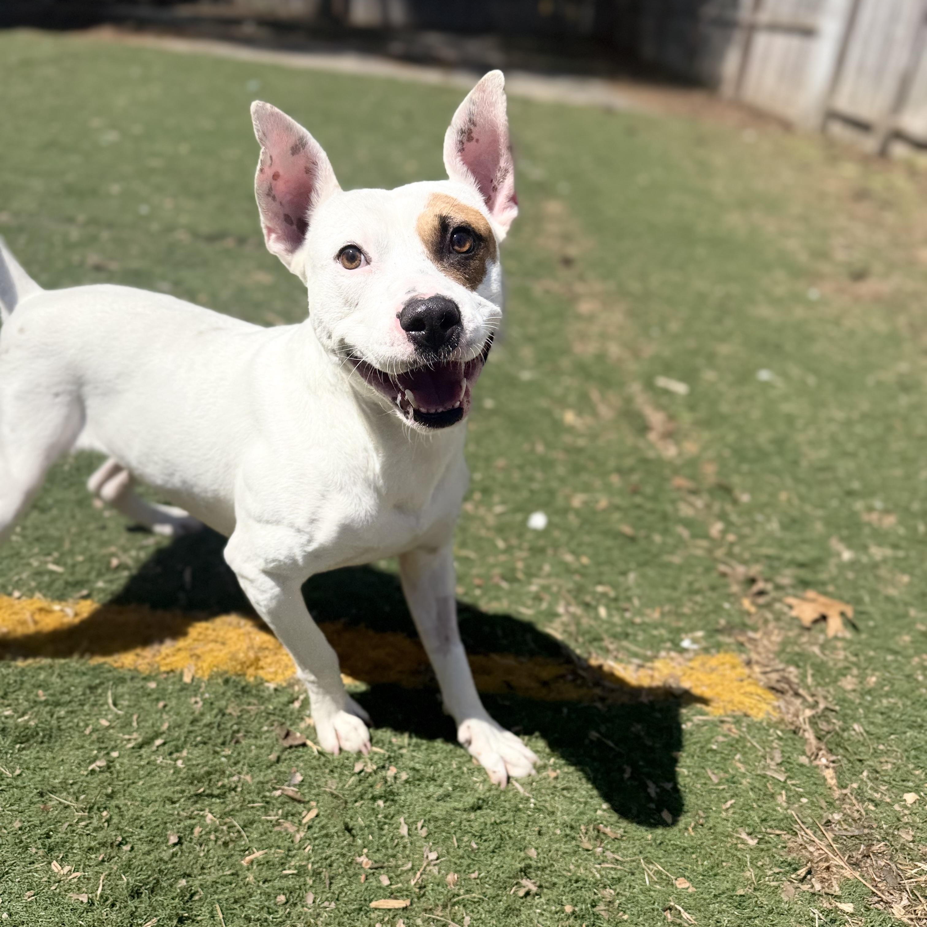 Wesley , an adoptable mixed breed in Brentwood, TN image 3/4