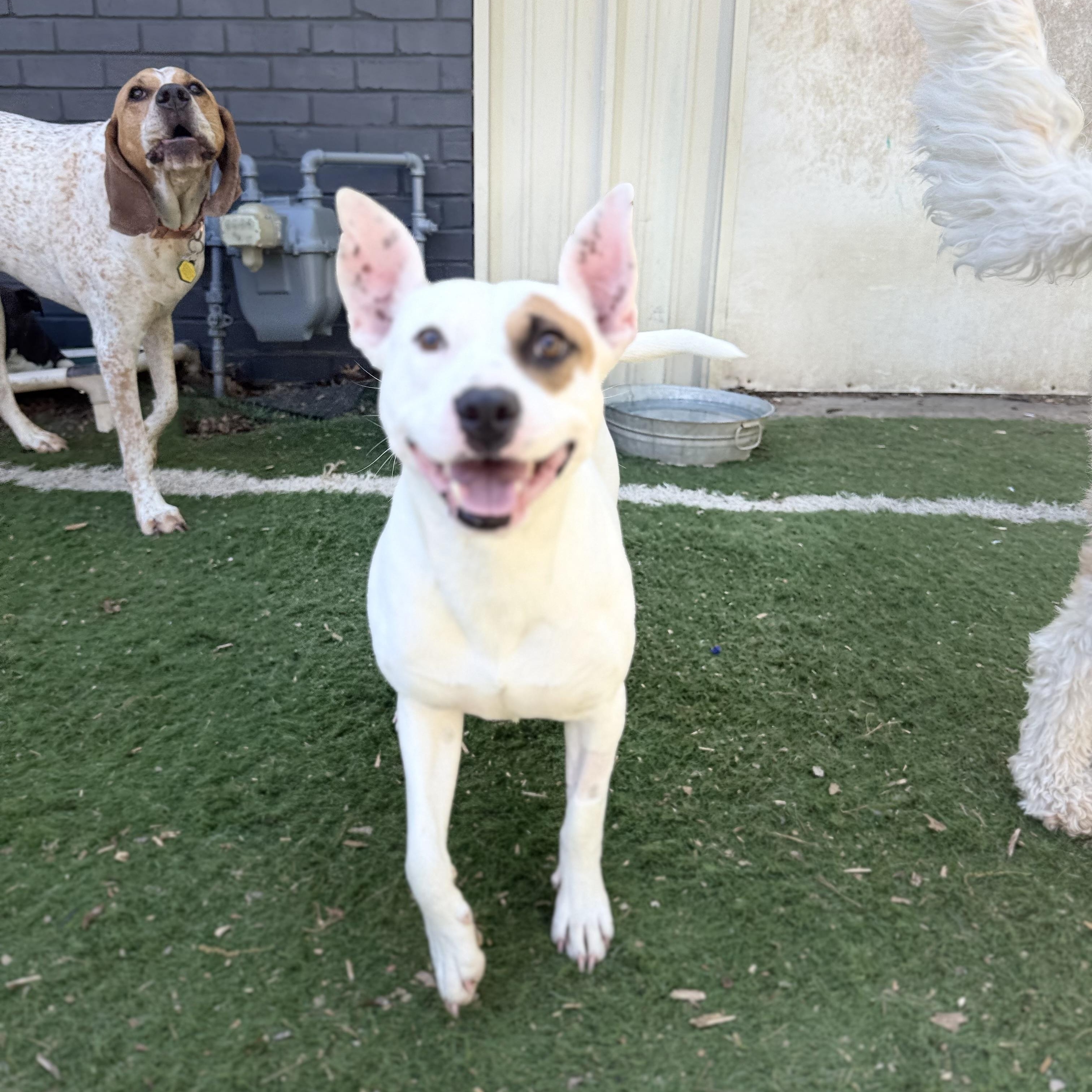 Wesley , an adoptable mixed breed in Brentwood, TN image 4/4