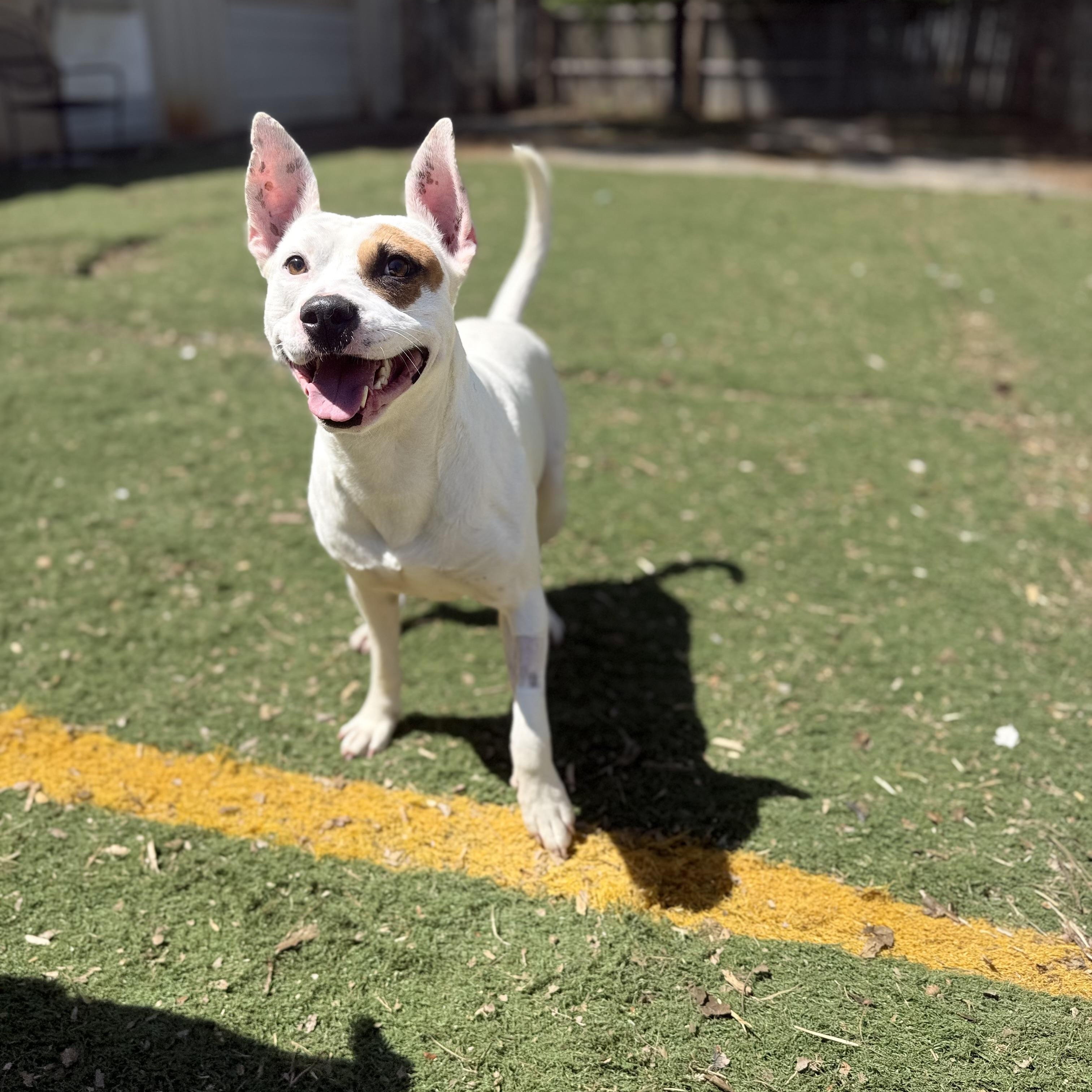 Wesley , an adoptable mixed breed in Brentwood, TN image 2/4