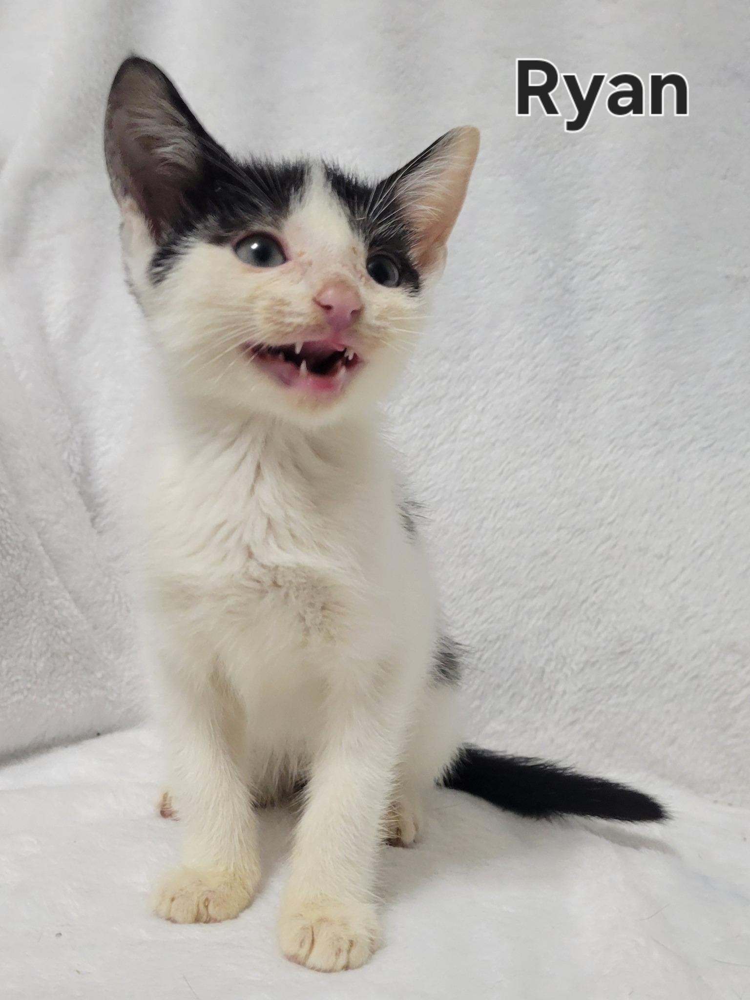 Enlarge Ryan, an adopted Domestic Short Hair in LaPlace, LA image 1/4