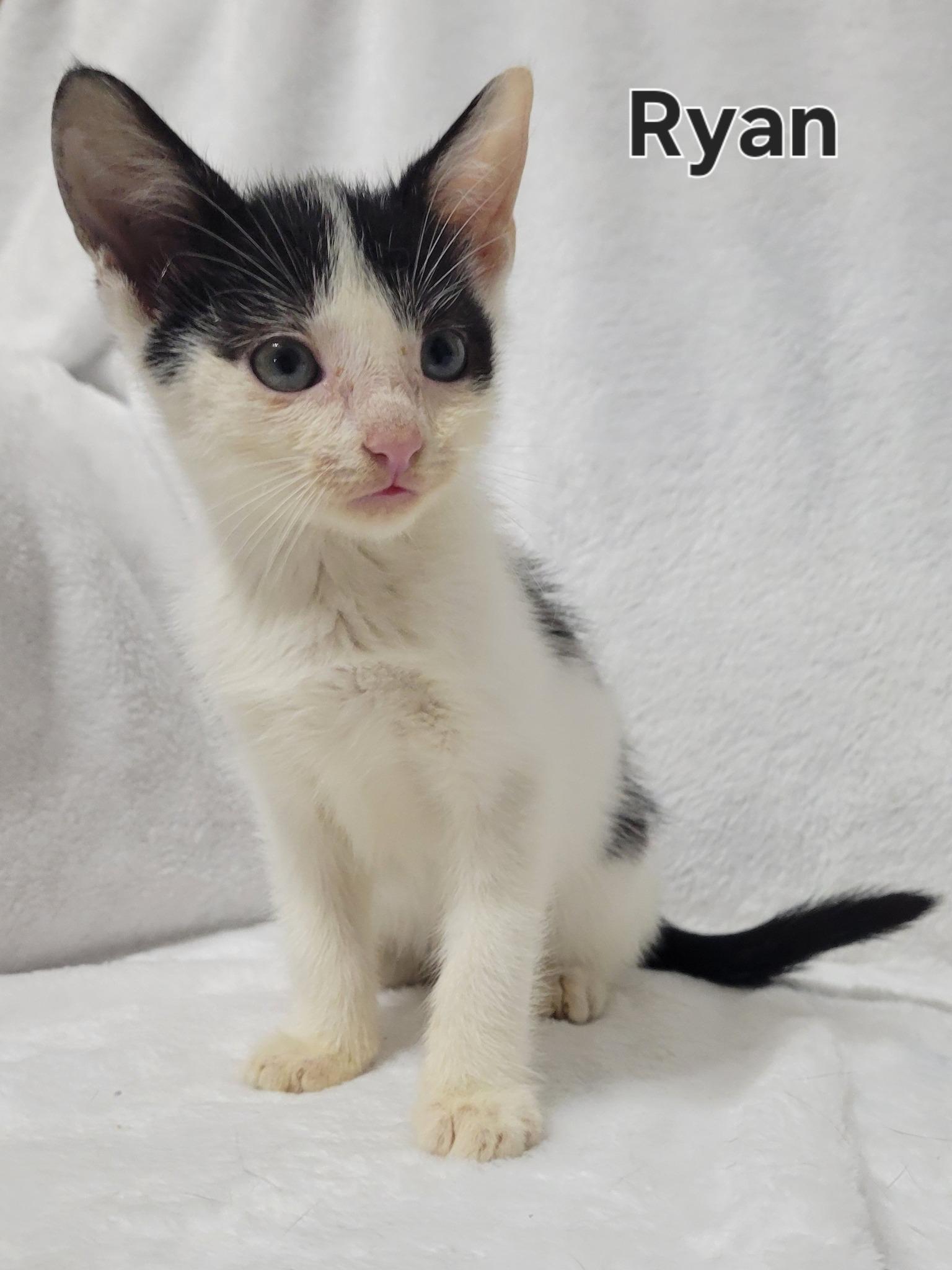 Enlarge Ryan, an adopted Domestic Short Hair in LaPlace, LA image 2/4