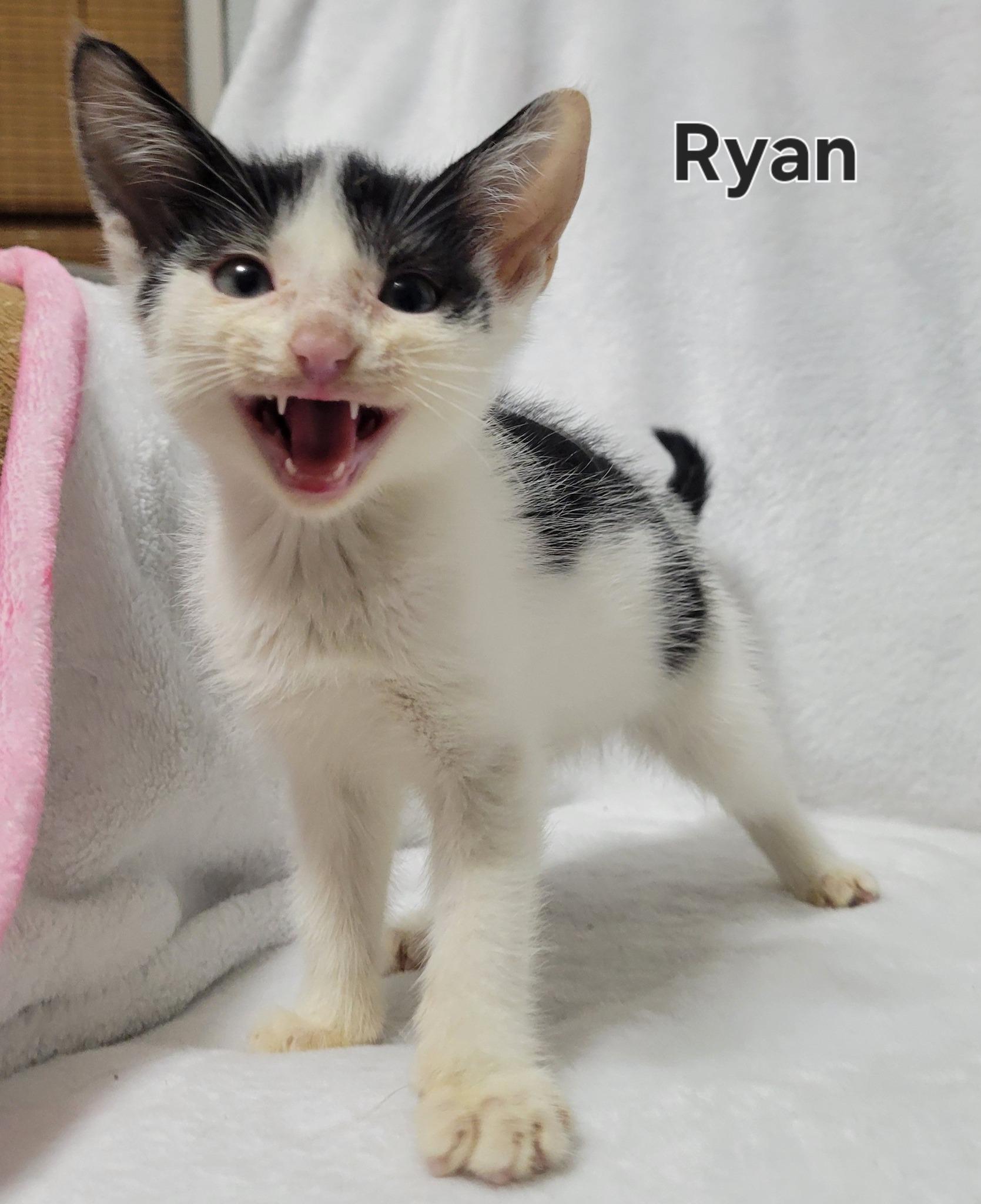 Enlarge Ryan, an adopted Domestic Short Hair in LaPlace, LA image 3/4