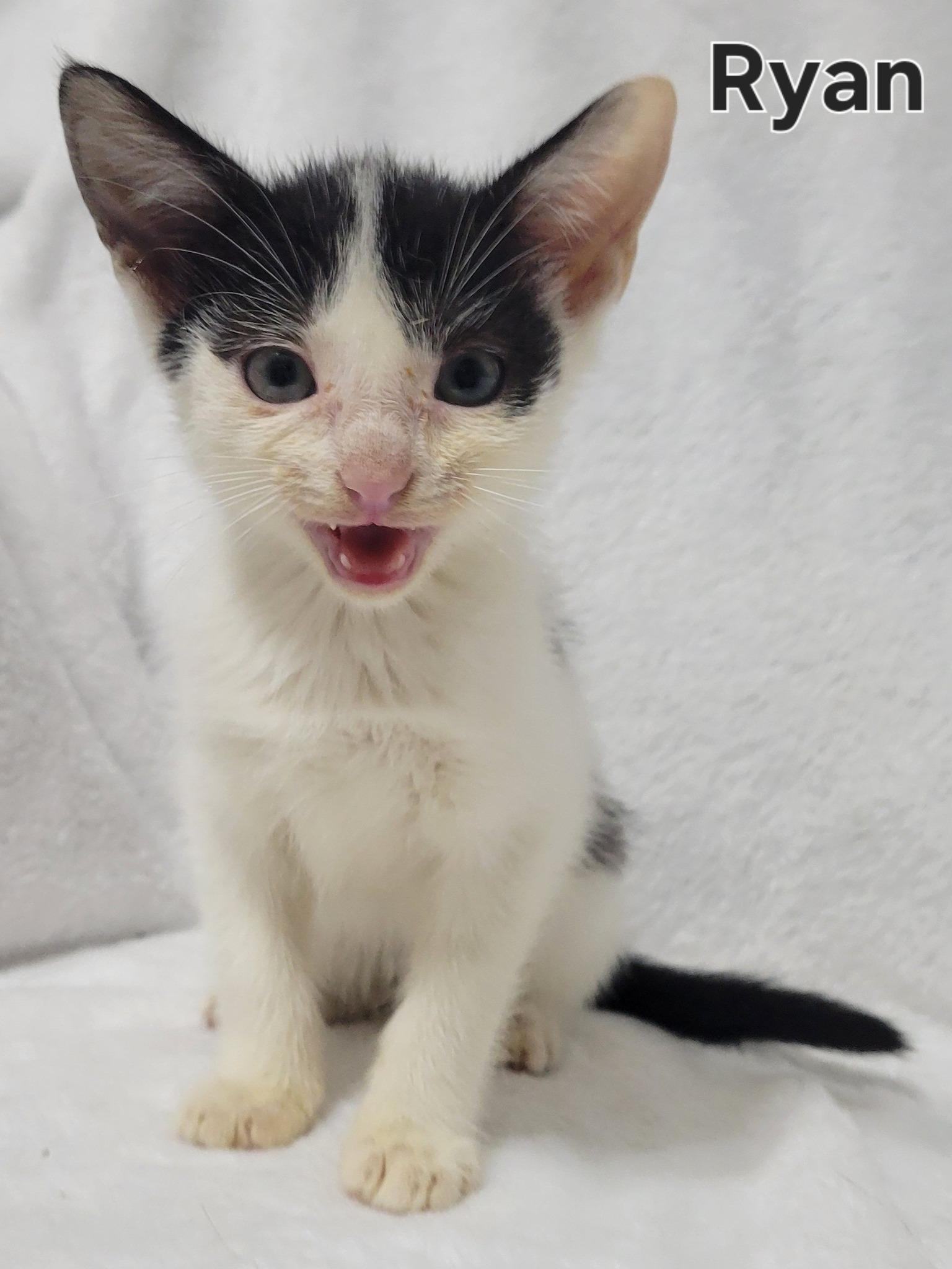 Enlarge Ryan, an adopted Domestic Short Hair in LaPlace, LA image 4/4