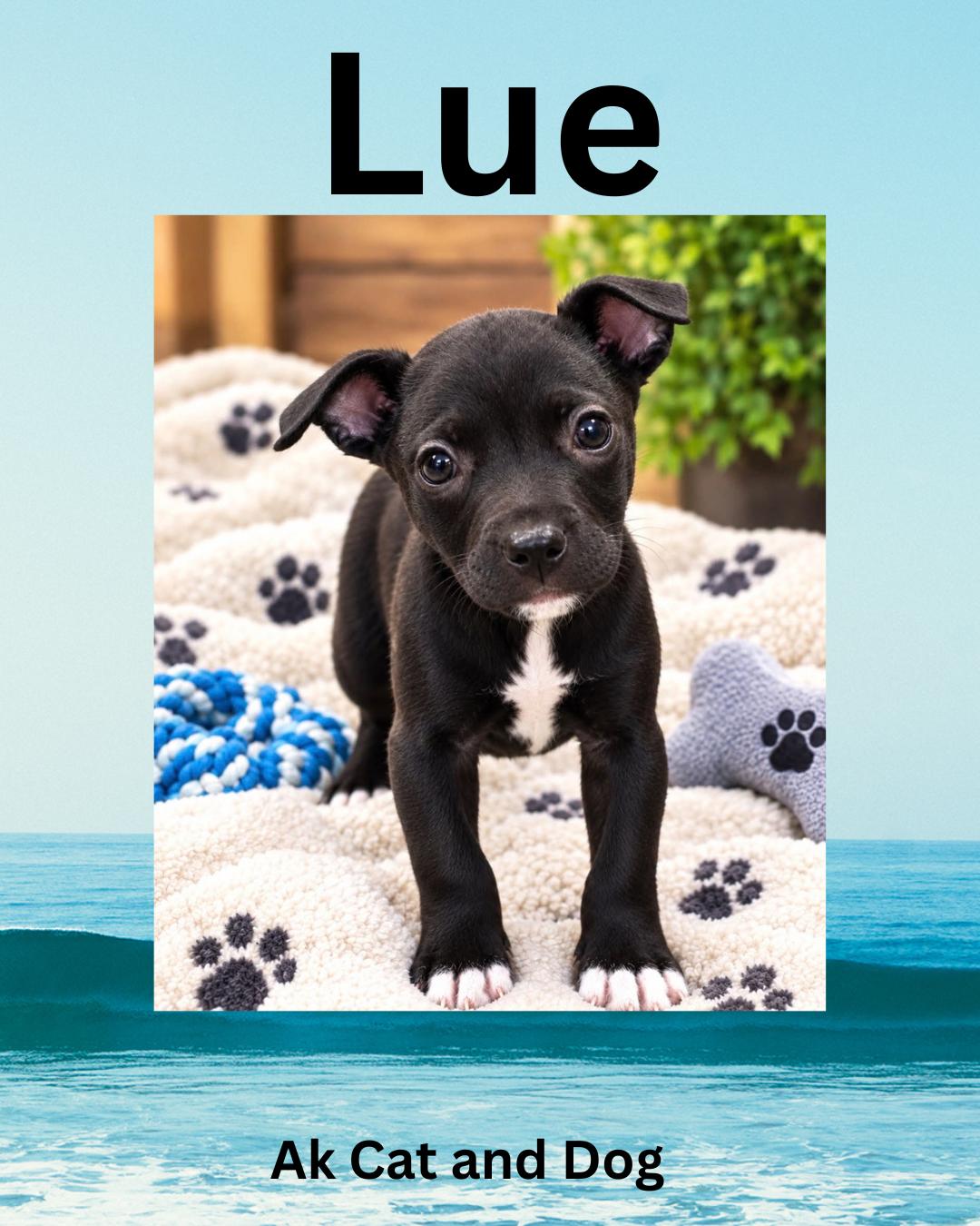 Enlarge Lue (Shadow pup 5), a Adoptable mixed breed in Wasilla, AK image 1/1