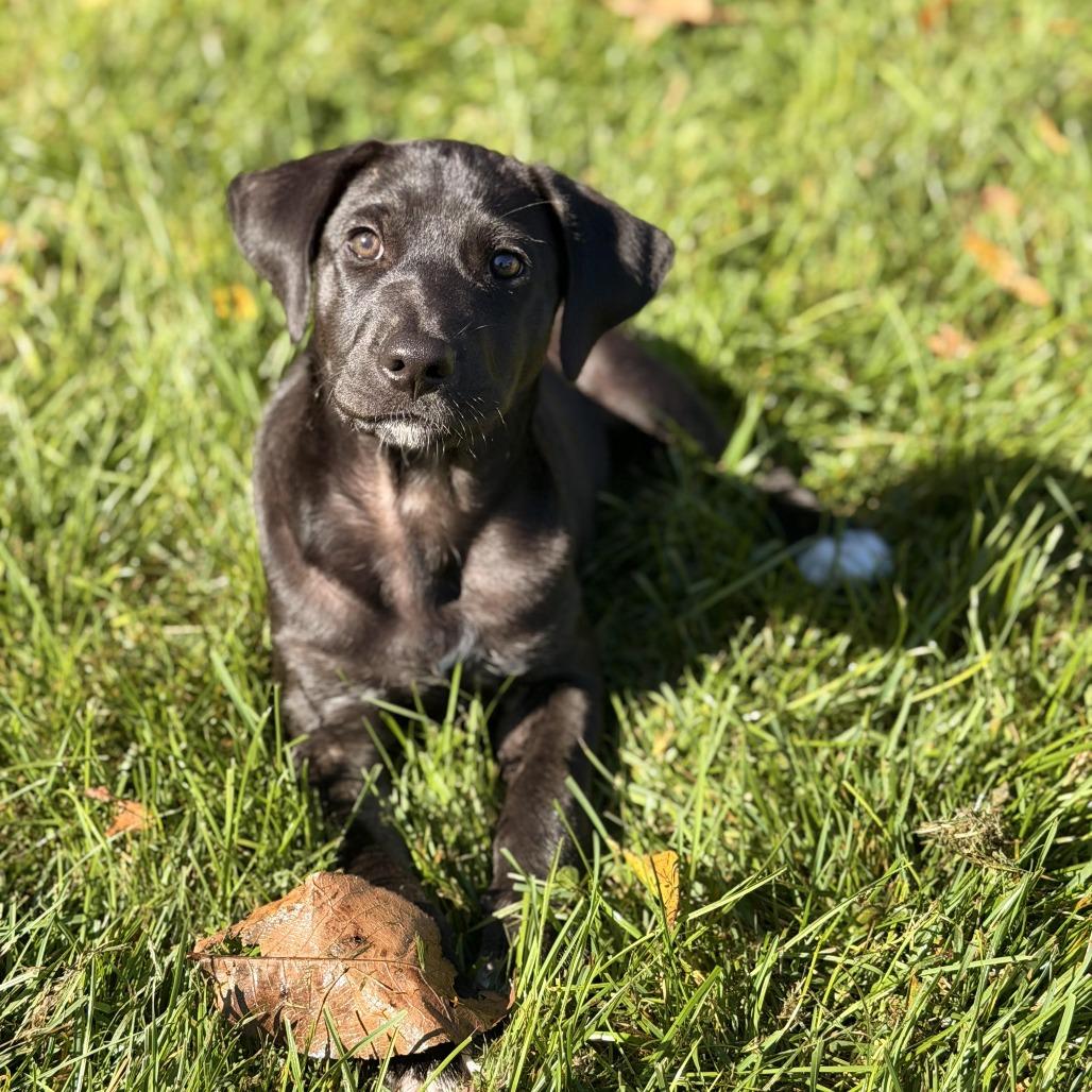 Harriet, Adoptable, Puppy Female Black Labrador Retriever & Hound.