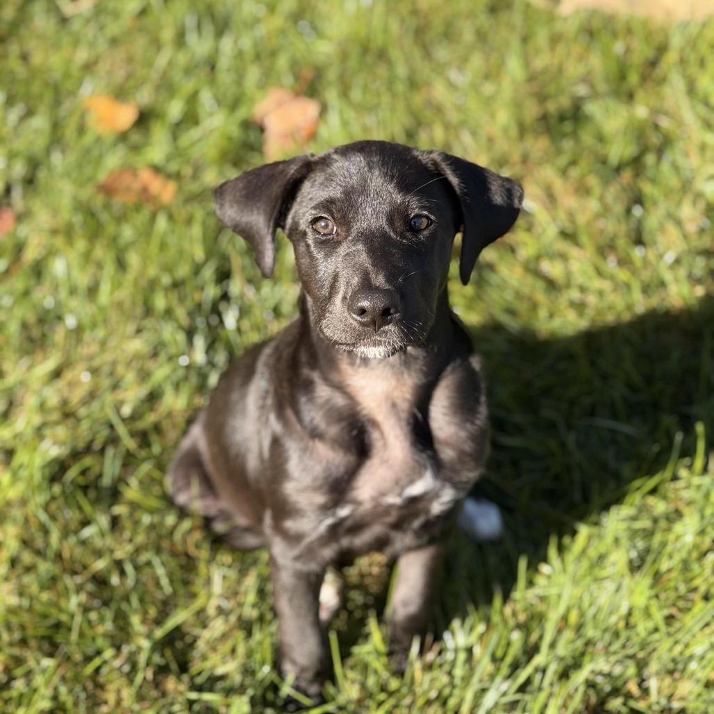 Enlarge Harriet, a Adoptable mixed breed in Sparta, NJ image 2/6