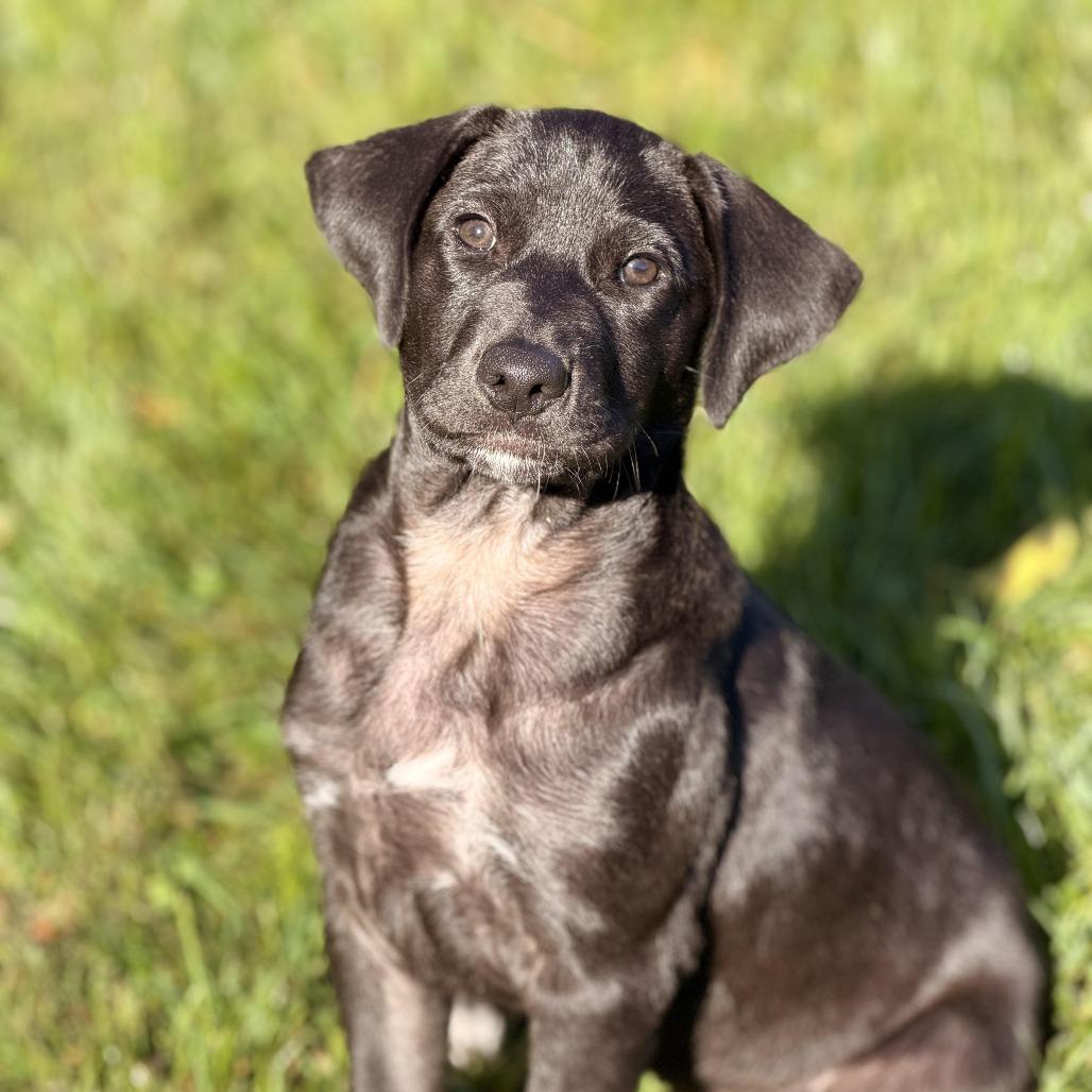 Enlarge Harriet, a Adoptable mixed breed in Sparta, NJ image 3/6