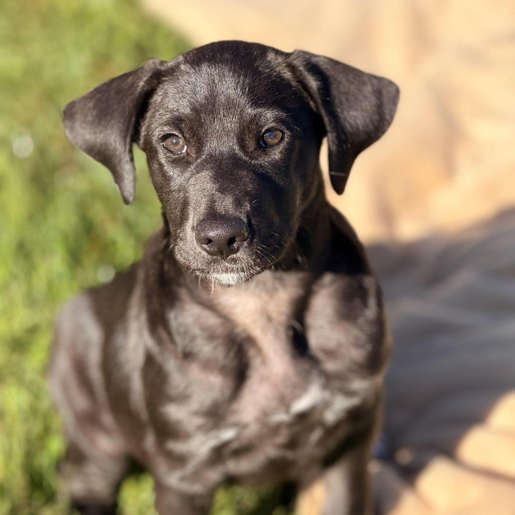 Enlarge Harriet, a Adoptable mixed breed in Sparta, NJ image 4/6