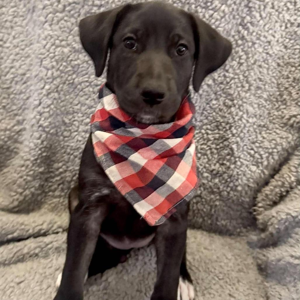 Enlarge Harriet, a Adoptable mixed breed in Sparta, NJ image 5/6