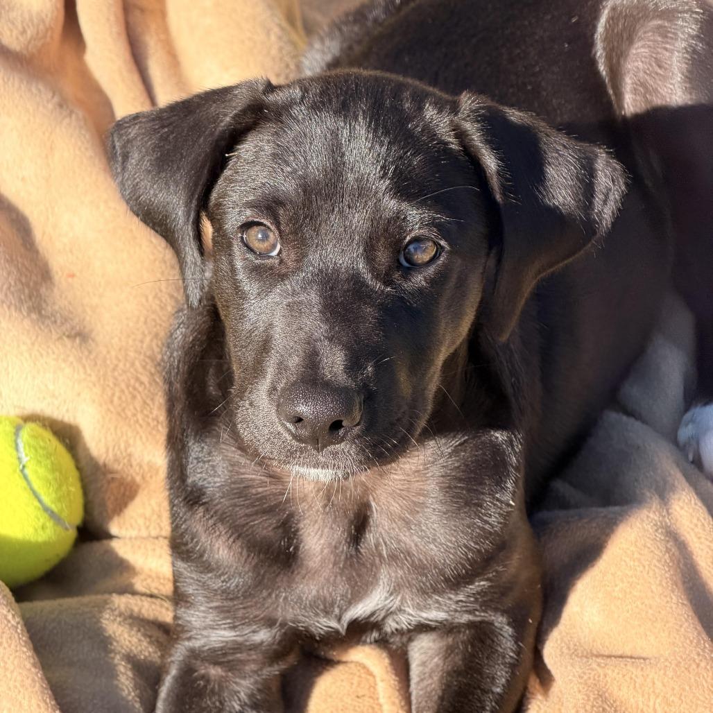 Enlarge Harriet, a Adoptable mixed breed in Sparta, NJ image 6/6