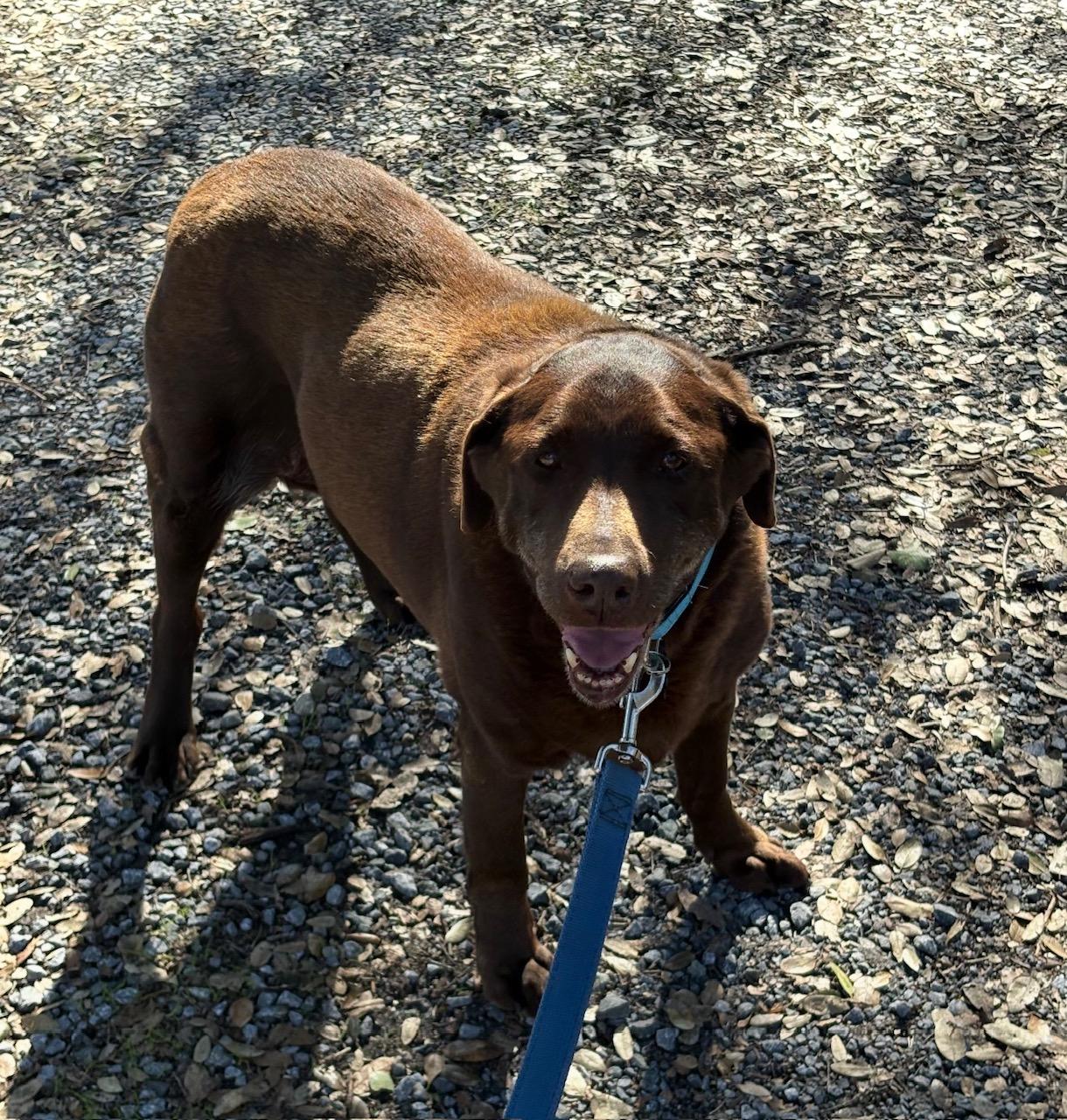 Enlarge Truffles, an adopted Labrador Retriever in Sacramento, CA image 5/6