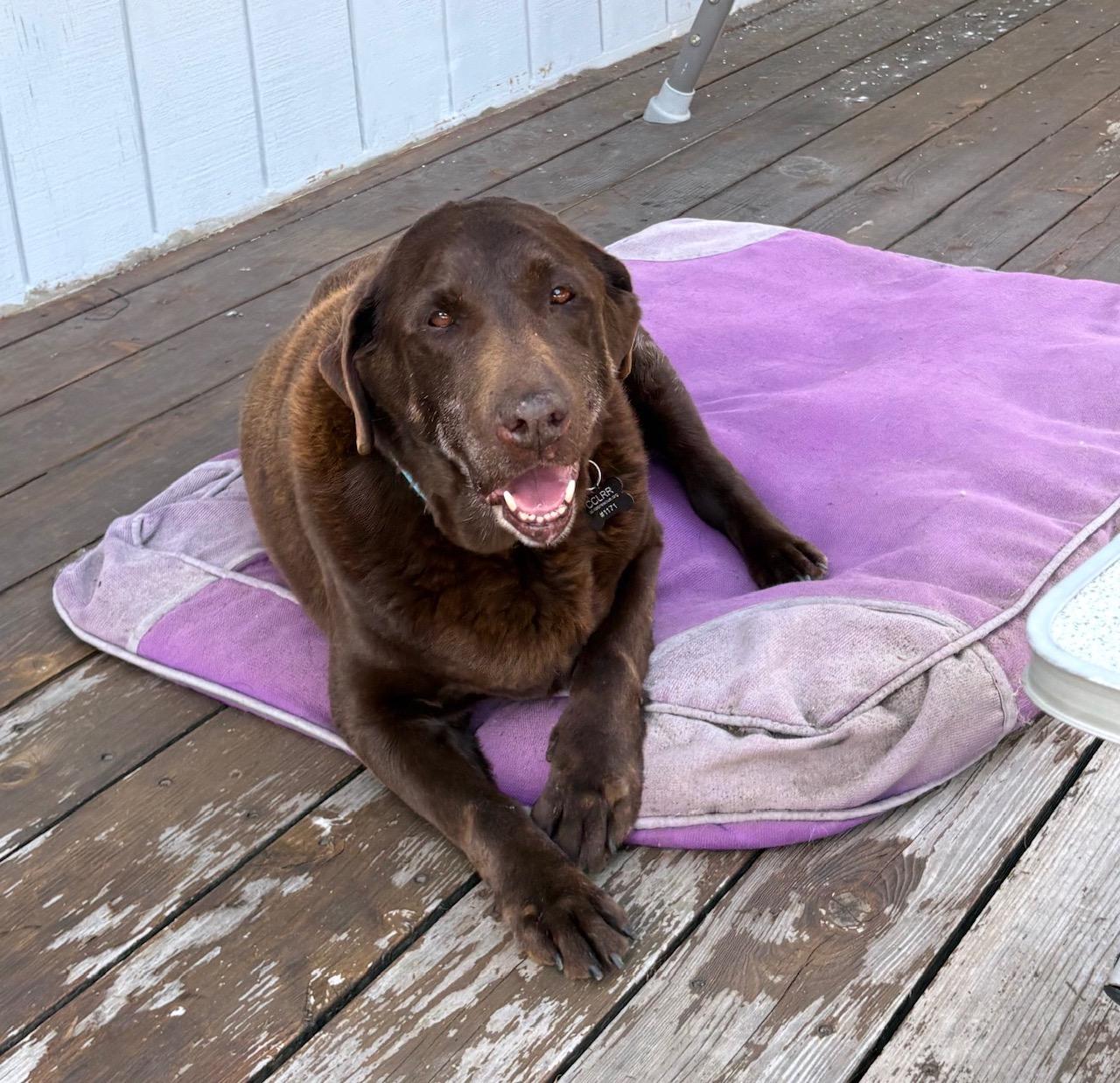 Enlarge Truffles, an adopted Labrador Retriever in Sacramento, CA image 3/6