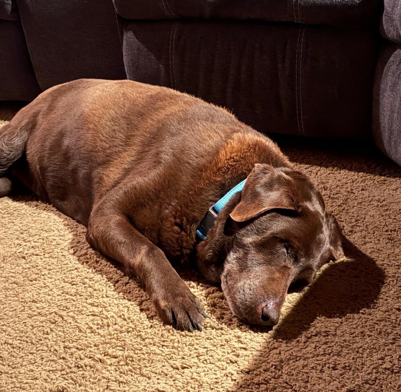 Enlarge Truffles, an adopted Labrador Retriever in Sacramento, CA image 4/6