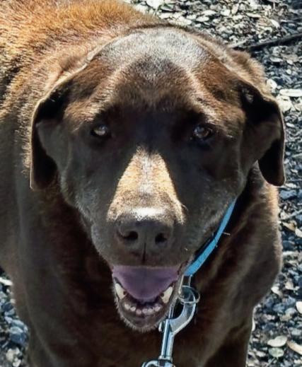 Truffles, adopted, Senior Female Labrador Retriever.