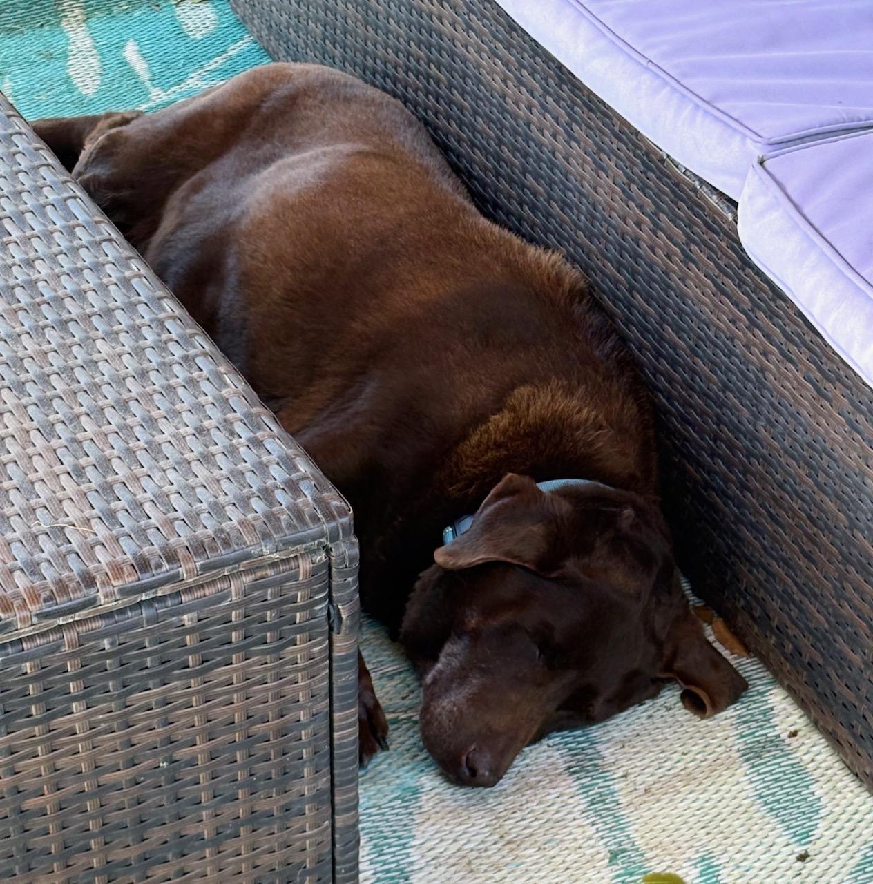 Enlarge Truffles, an adopted Labrador Retriever in Sacramento, CA image 2/6