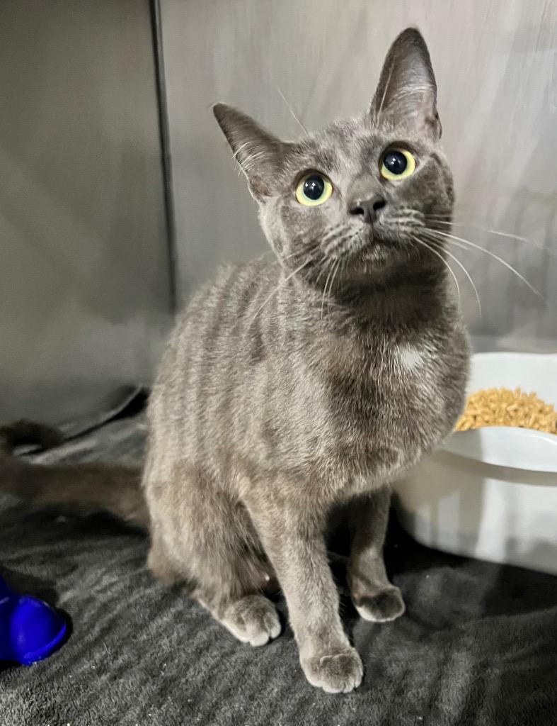 Fernanda, Adoptable, Young Female Domestic Short Hair.