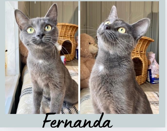 Enlarge Fernanda, a Adoptable mixed breed in Pierceton, IN image 2/2