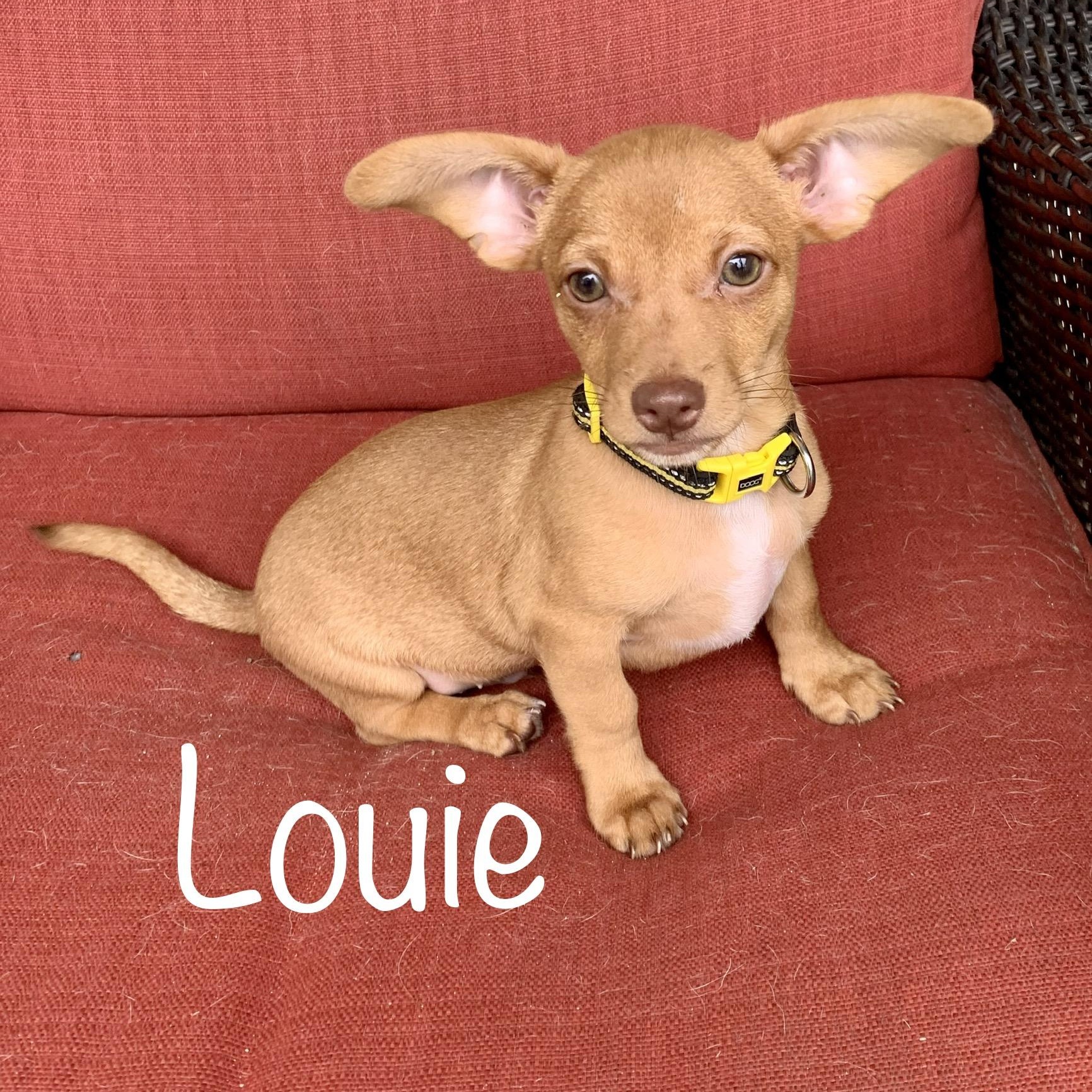 Meet Louie * MN