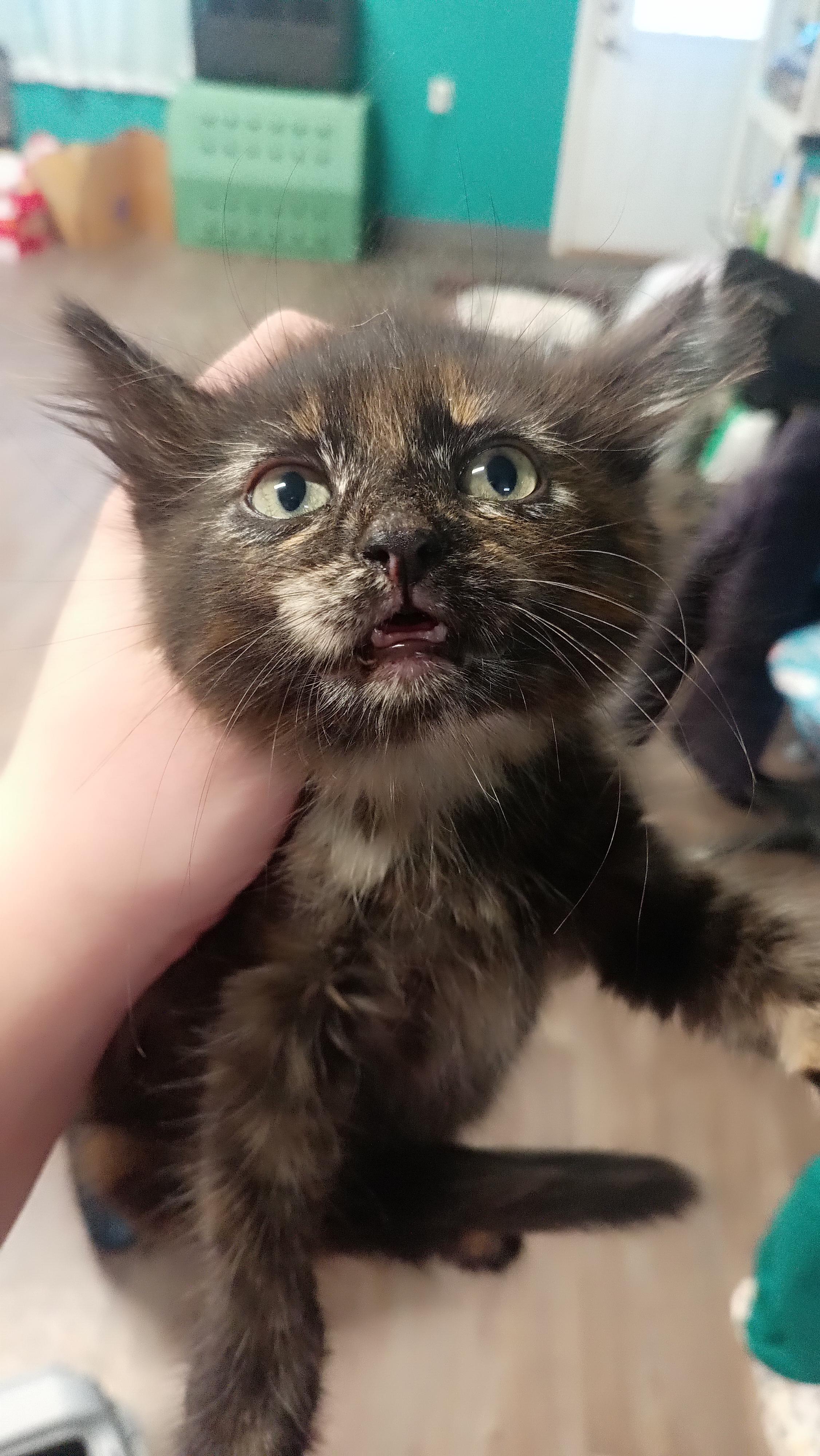 Trix, Adopted, Young Female Domestic Short Hair.