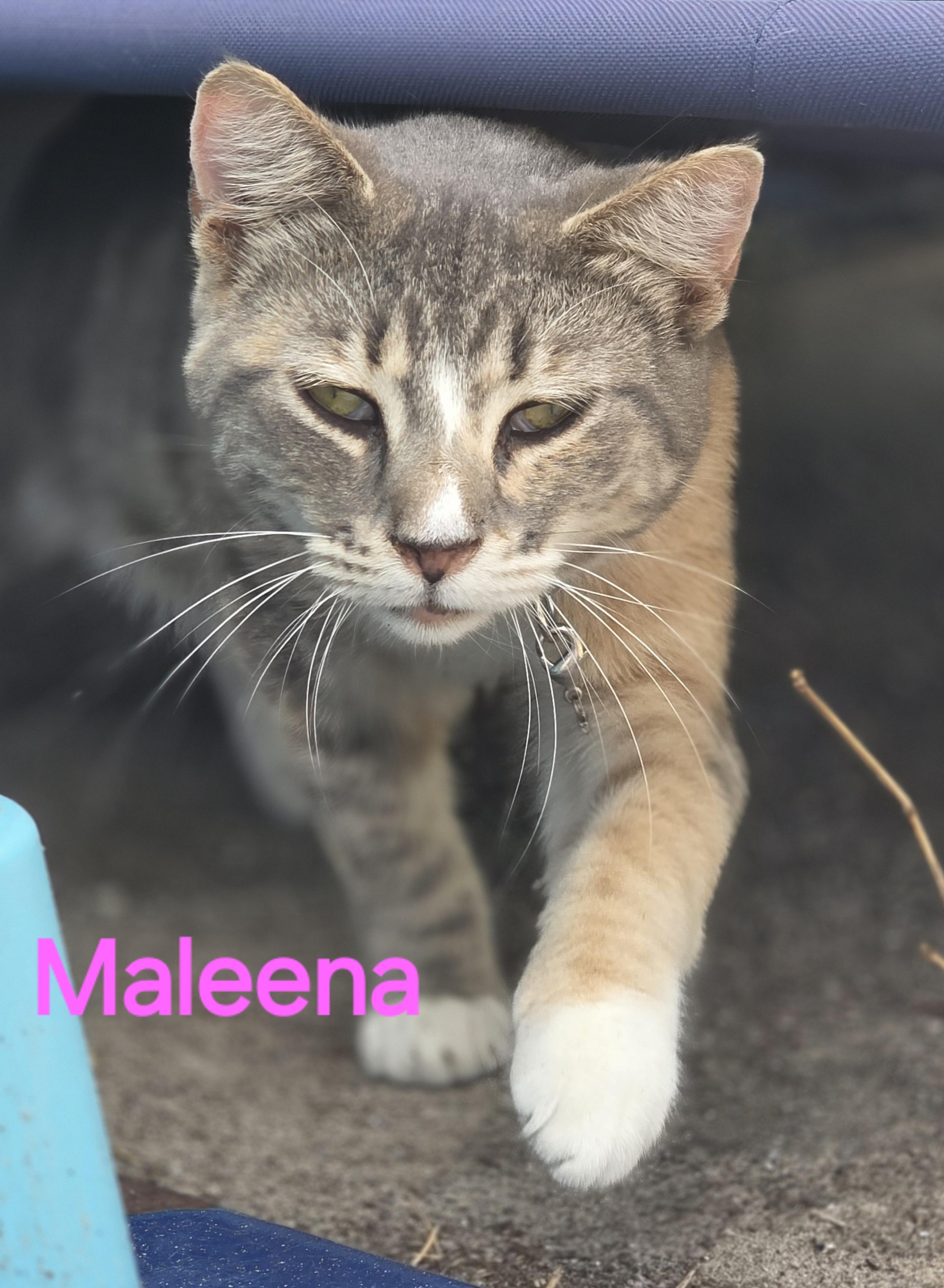 Enlarge Maleena, a Adoptable Calico in Spring Hill, FL image 1/1